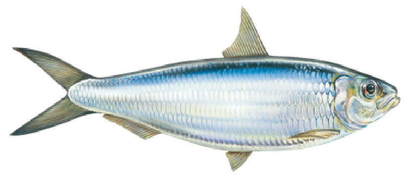 Sardinella aurita, (Valenciennes, 1847)