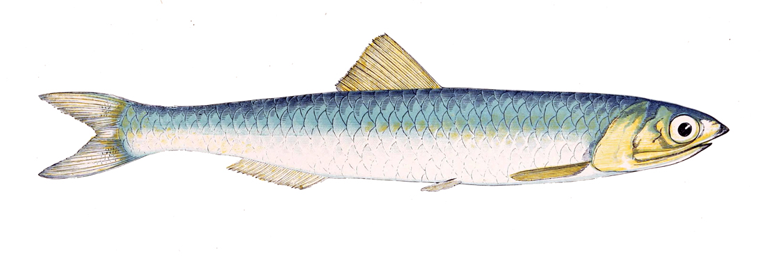 Perche (poisson) — Wikipédia