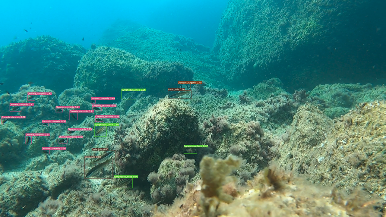 Development of a new monitoring protocols to assess the biodiversity in Marine Protected Areas: development of a Deep Learning algorithm to identify fish species 