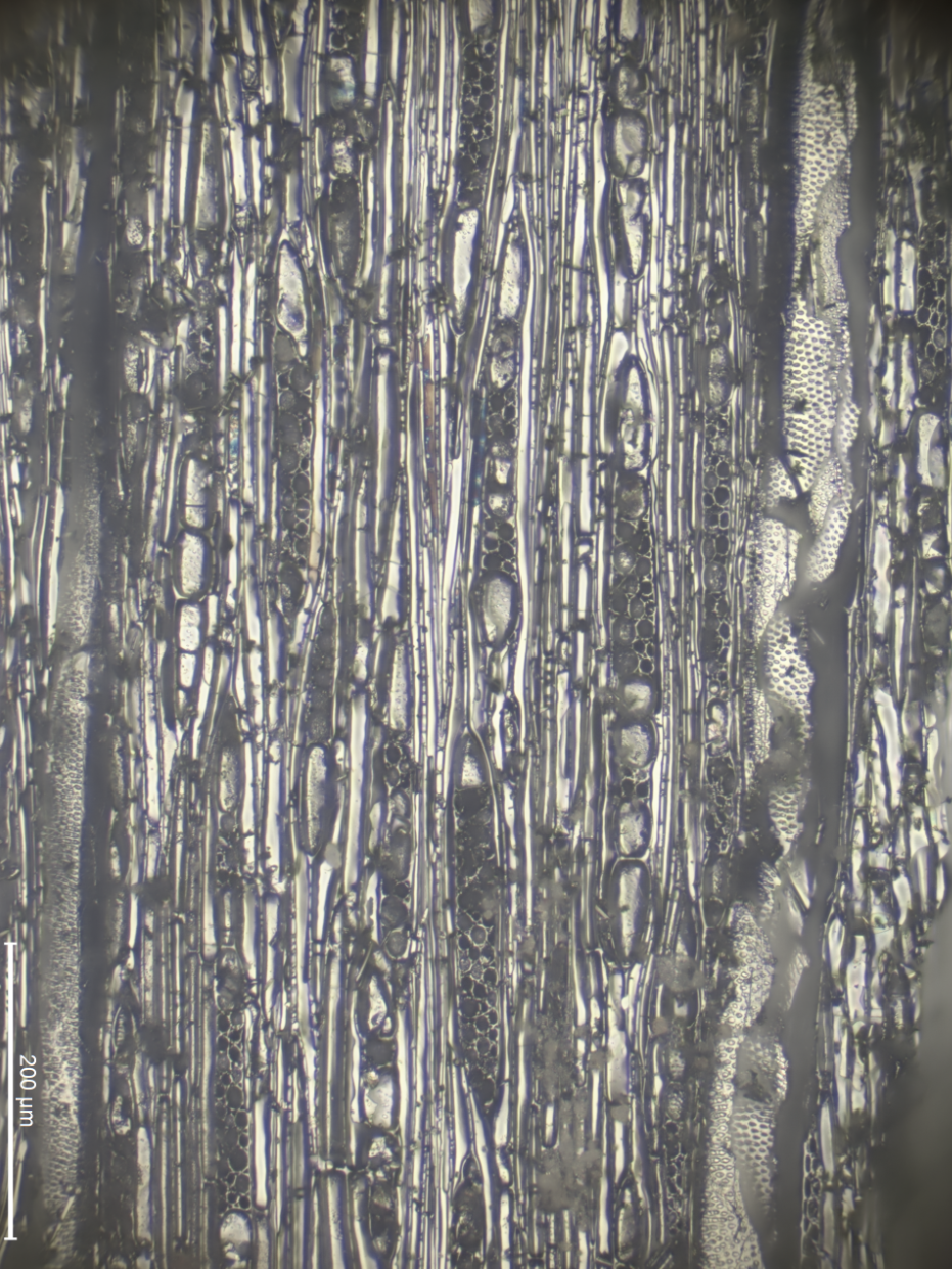 Tangential section of a wood charcoal piece identified as breadnut tree (Brosimum sp., Moraceae) from a ritual fire deposit in Dos Chinches Muertas Cave, site of Siltzul (Raxruha, Alta Verapaz, Guatemala), dated to the transition between the Late and Term