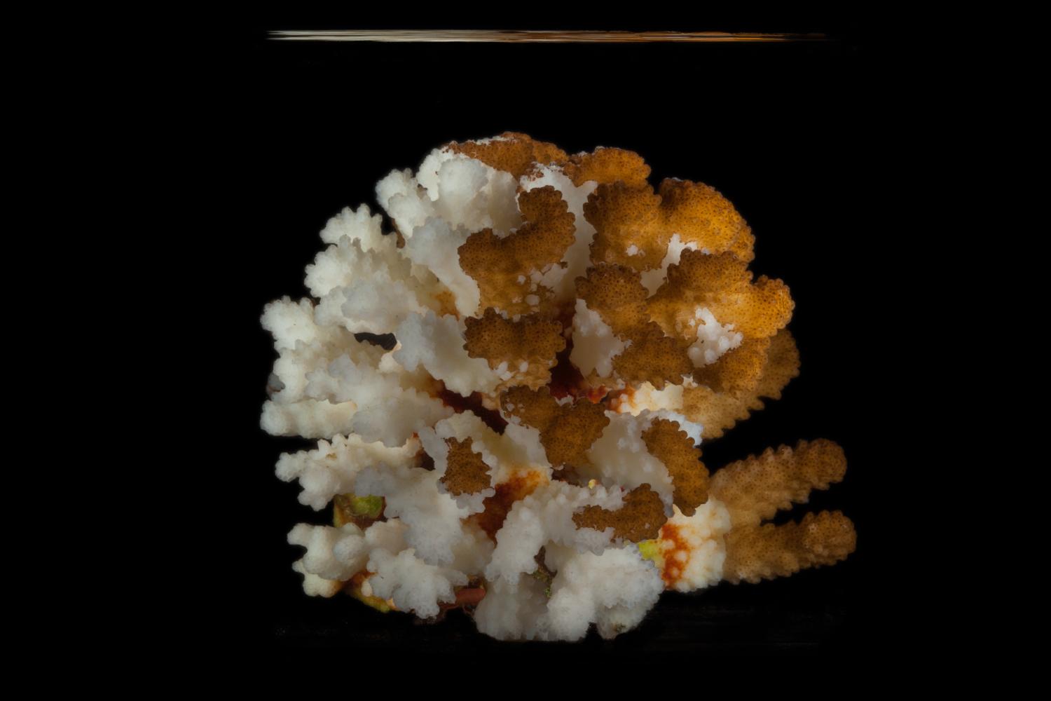 1)	Partly bleached (white, stress-induced loss of photosymbionts) Pocillopora ssp colony, a branching coral studied in the context of the project.  © Aldine Amiel / IRCAN / Kahi Kai Images