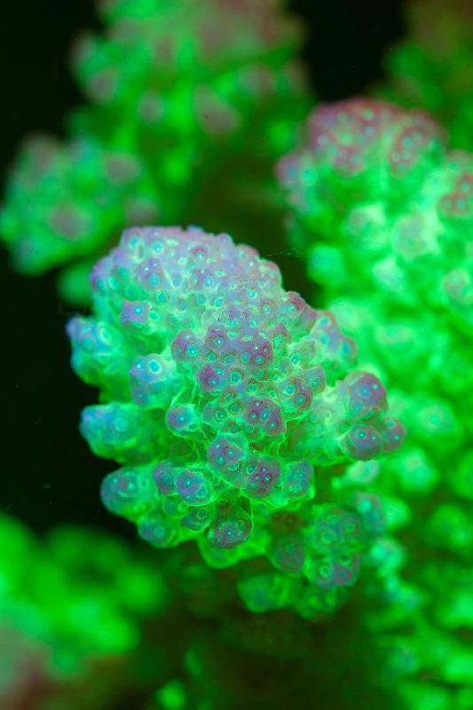 1)	Endogenous fluorescence of Pocillopora ssp, a branching coral reared in the facility and studied in the context of the project.  