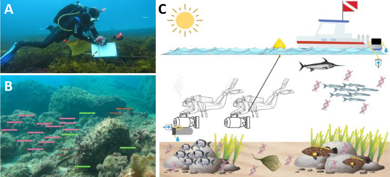 1)	Development of a new monitoring protocol to assess the biodiversity in Marine Protected Areas: combination of UVC (A),   development of a DL algorithm to identify fish species (B) and eDNA techniques (C) to monitor fish assemblages