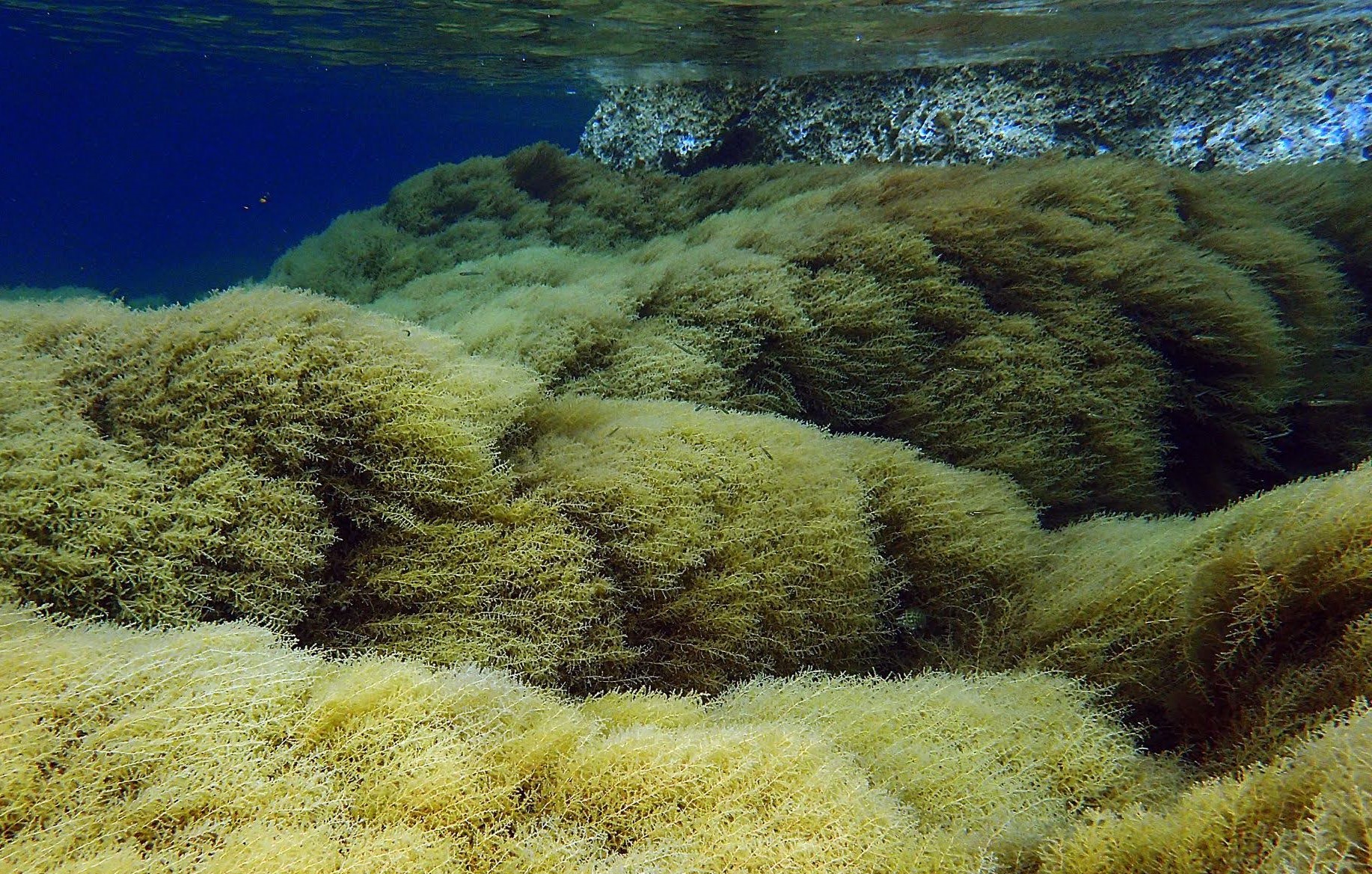 1. Marine forest of Ericaria amentacea in Saint Honorat Island, Cannes (© Kike Ballesteros). 