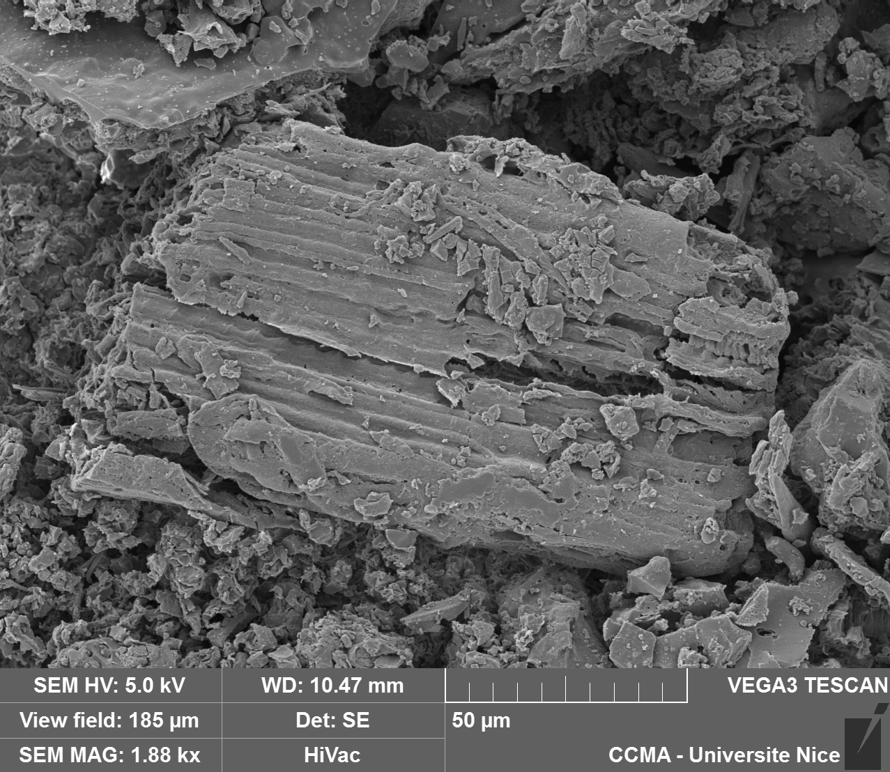 SEM image of lavandin hydrochar