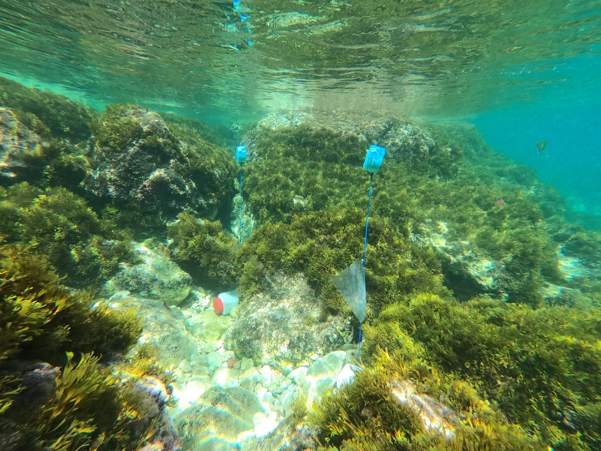 Field sampling of harmful benthic algae using artificial substrate along the Côte d'Azur on the French Mediterranean coast (copyright Guillaume Barnouin). 