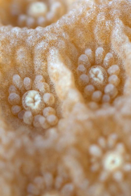 2)	Close up of Porites ssp polyps, a massive coral reared in the facility and studied in the context of the project.