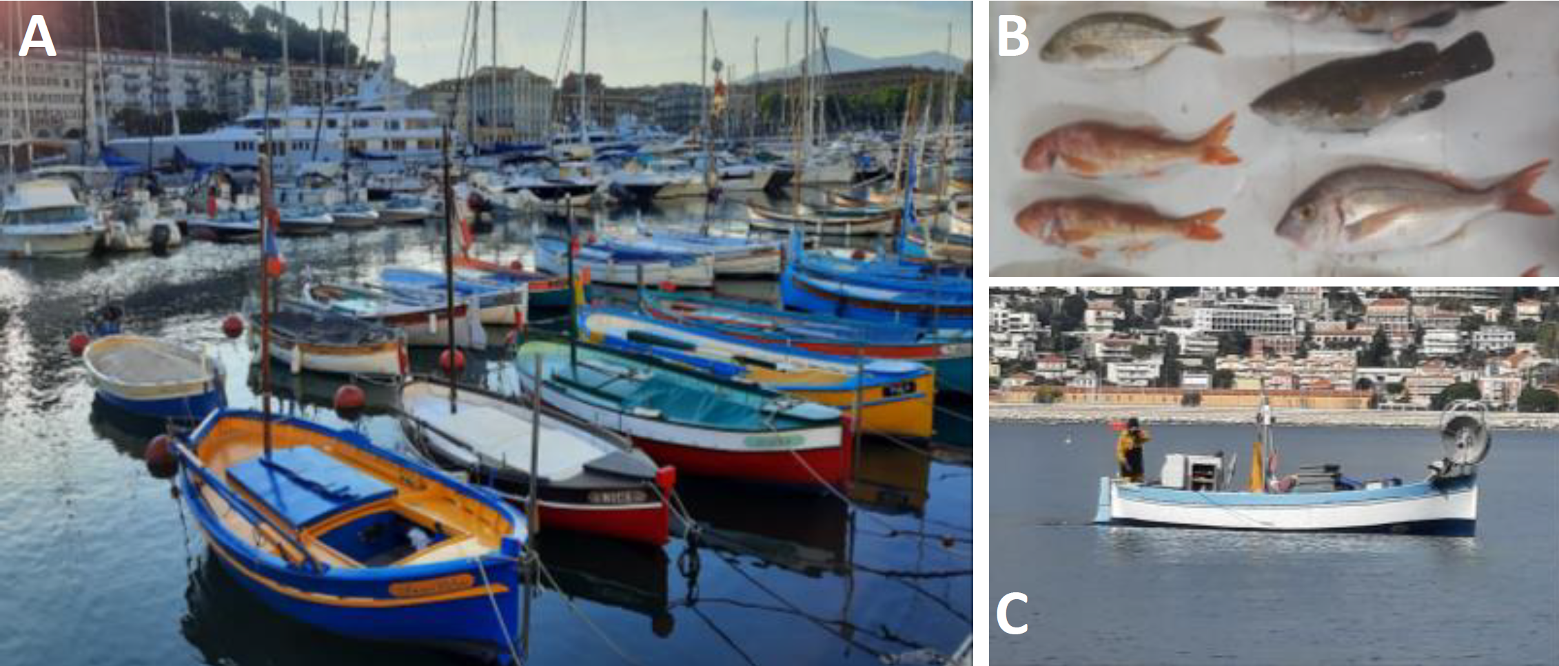 2)	Management of economic activities within Marine Protected Areas: evaluation of economic activities (for example in Nice, A), evaluation of fish catches (B), a fisherman from a Côte d’Azur small scale fishery (C)