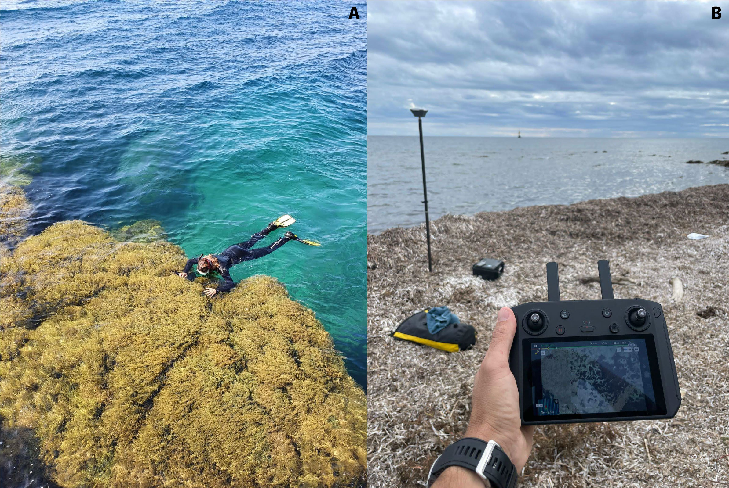 2. A)Traditional (visual census) and B) innovative (use of drones) methods for the study of marine forests (A: © Gilbert Romero; B: © Jordi Boada).