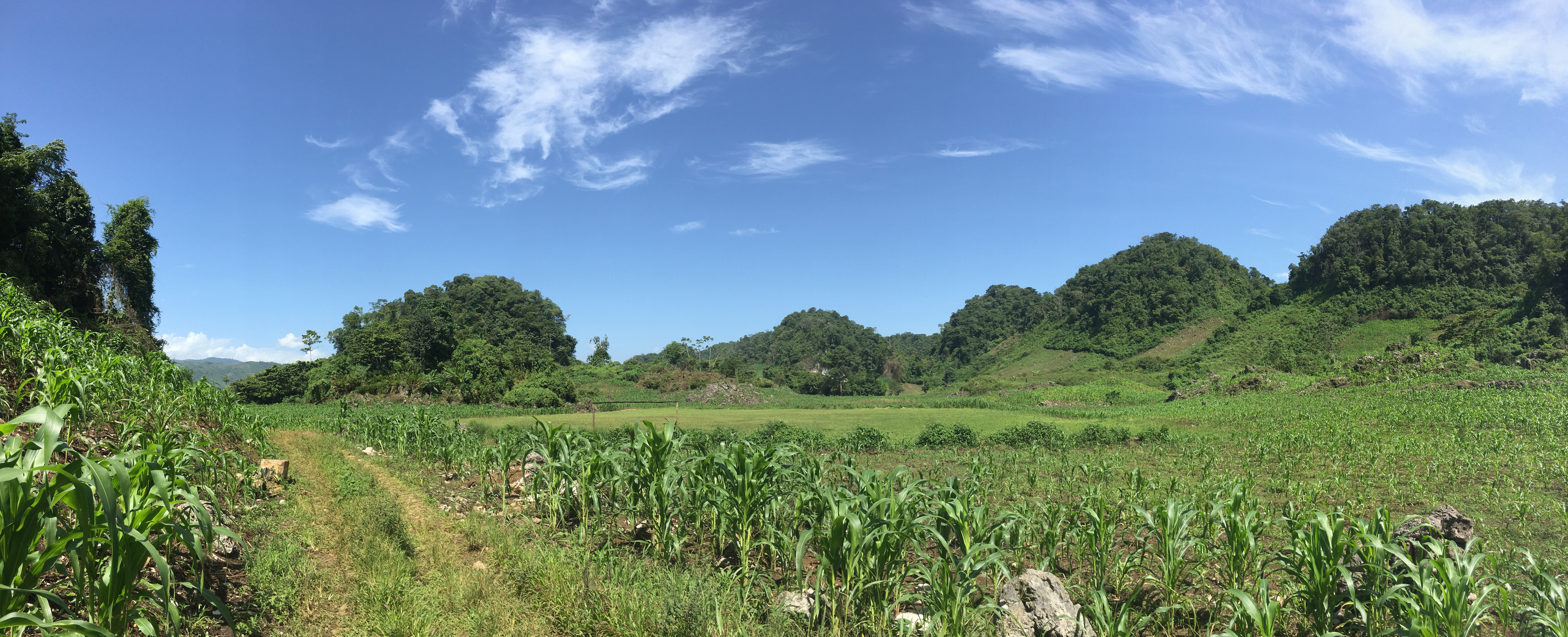 Today's landscape in rural Alta Verapaz, Guatemala, showing the remaining patches of rainforests on hilltops unsuitable for agriculture, surrounded by fields and pastures. Photo: L. Dussol, July 2021.