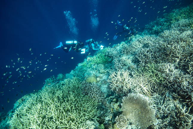 2)	Field work in Misool, Raja Ampat (Indonesia) for the CORA(i)L project. © Aldine Amiel / IRCAN / Kahi Kai Images