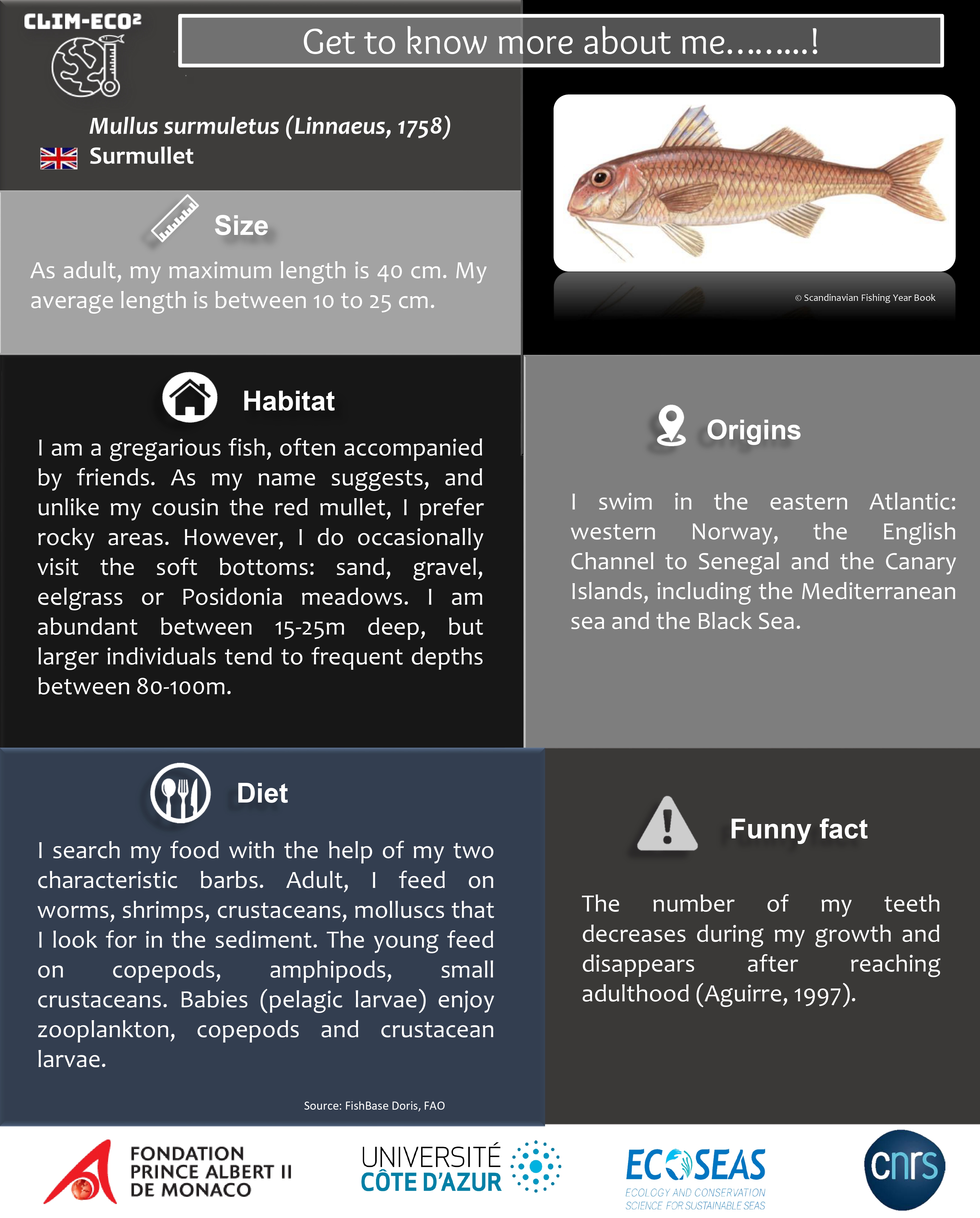 Types of fish in the Mediterranean Sea 