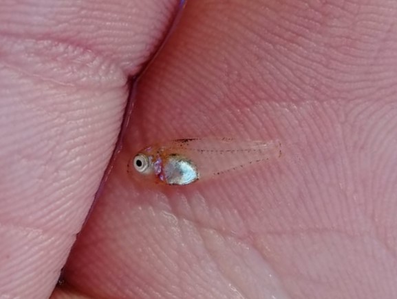 Juvenile white seabream (Diplodus sargus) taken off Les Marinières beach where marine noise is recorded