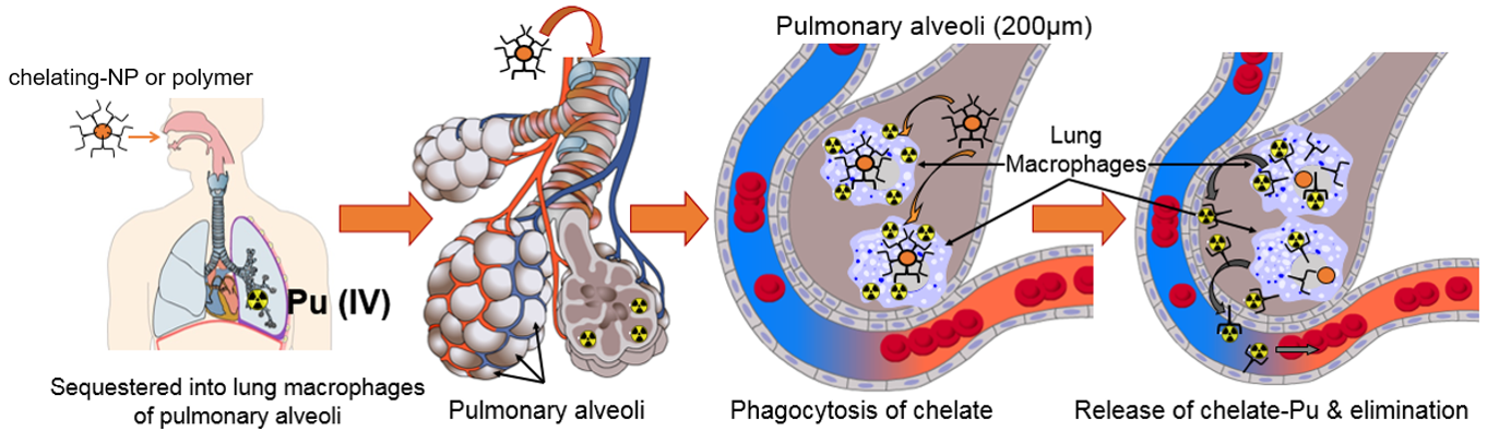 Actions of chelating polymers in case of actinides contamination through inhalation