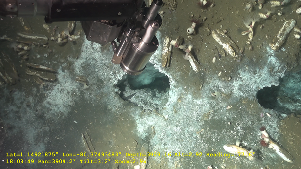 Sampling of seeping fluid: Using the Nautile, fluids were sampled in situ on the seabed. 