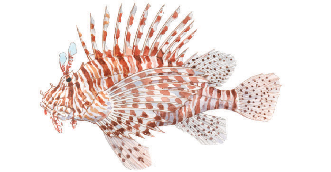 Pterois miles