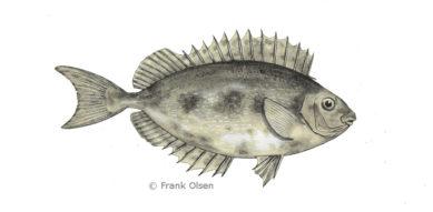 Siganus rivulatus 